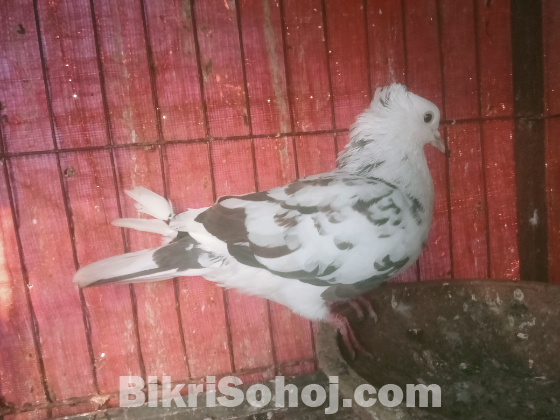 দেশী নর  কবুত